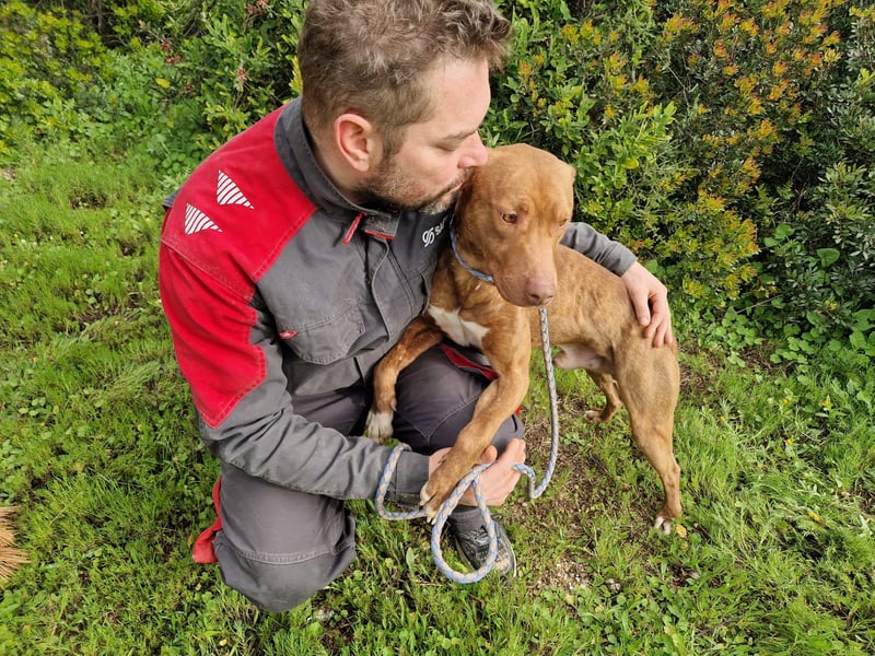 JACEY - zurückhaltender Junghund