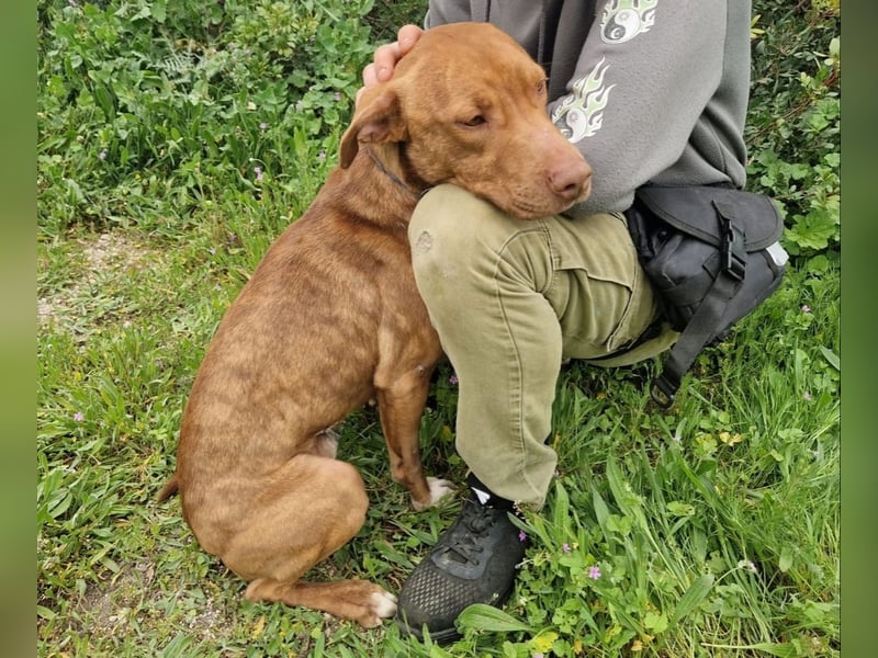 JACEY - zurückhaltender Junghund