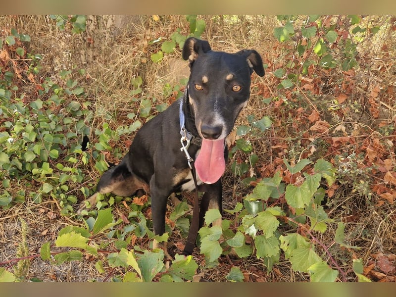 PITO ist ein super Anfängerhund
