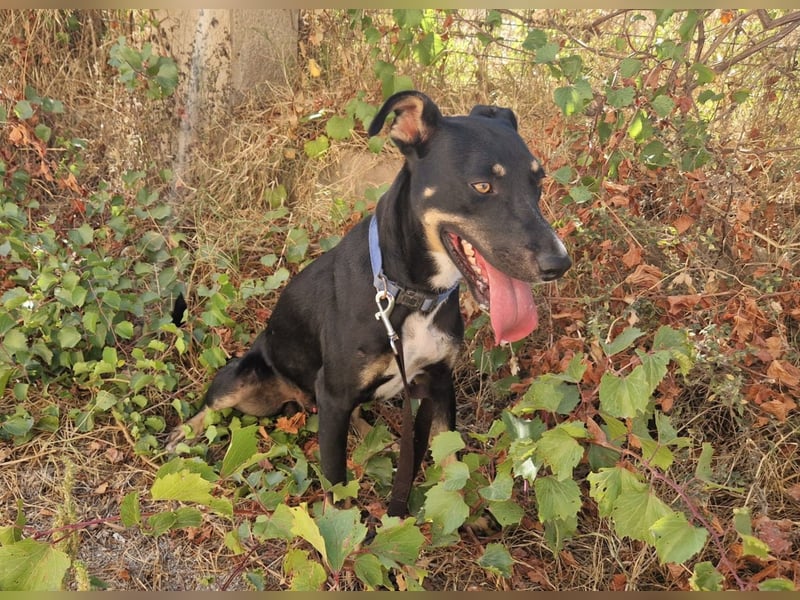PITO ist ein super Anfängerhund