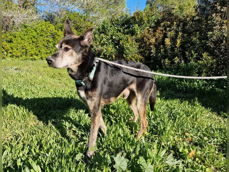 MONTI älterer Goldschatz