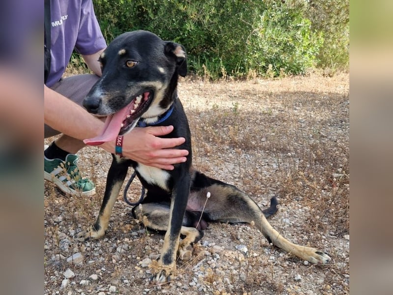 PITO super Anfängerhund