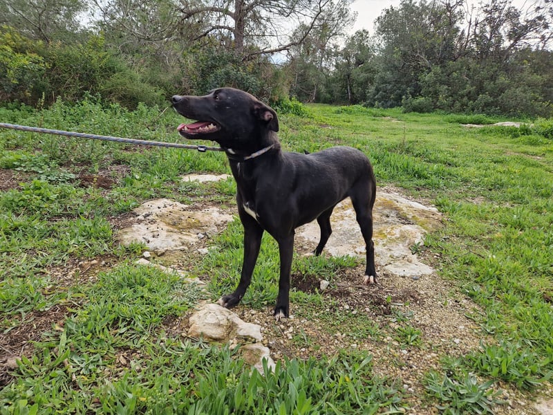 REVINA - neugierige Junghündin