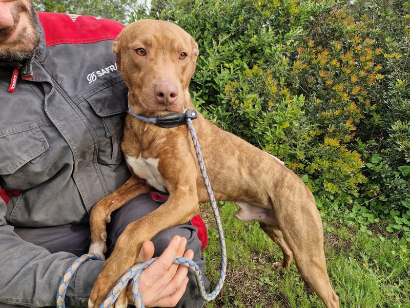 JACEY - zurückhaltender Junghund