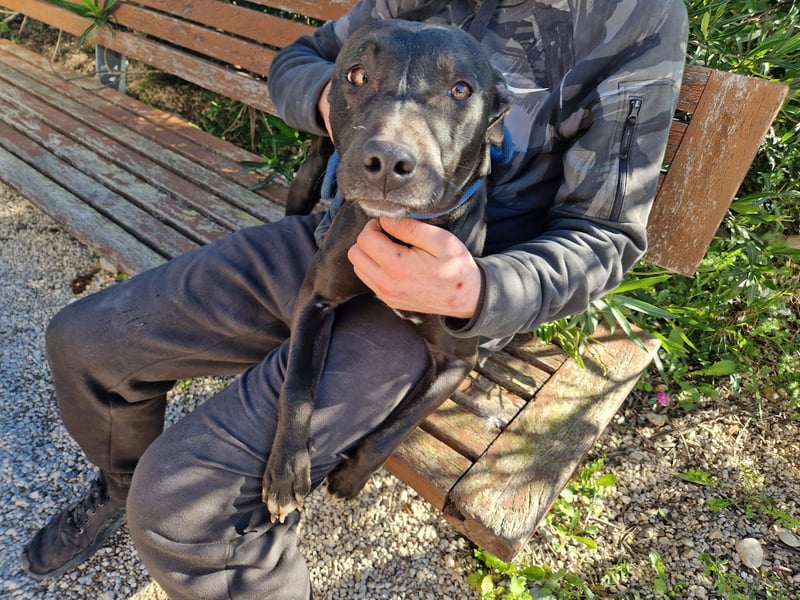 VIANE - schüchterne Junghündin