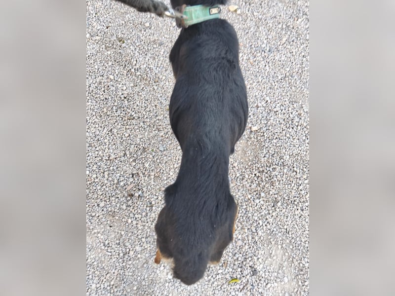 MONTI älterer Goldschatz