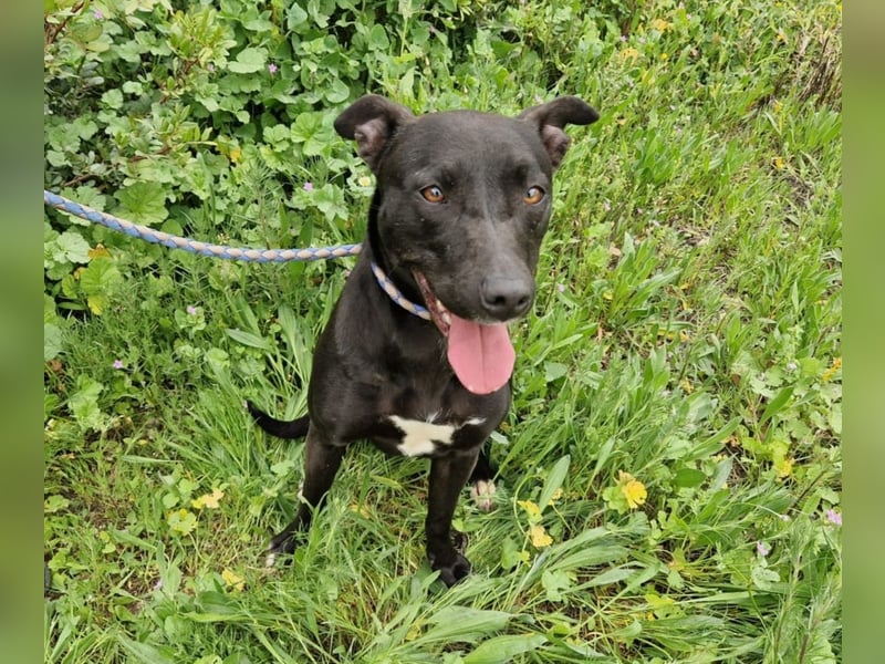 VIANE - schüchterne Junghündin