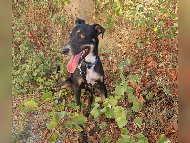 PITO ist ein super Anfängerhund