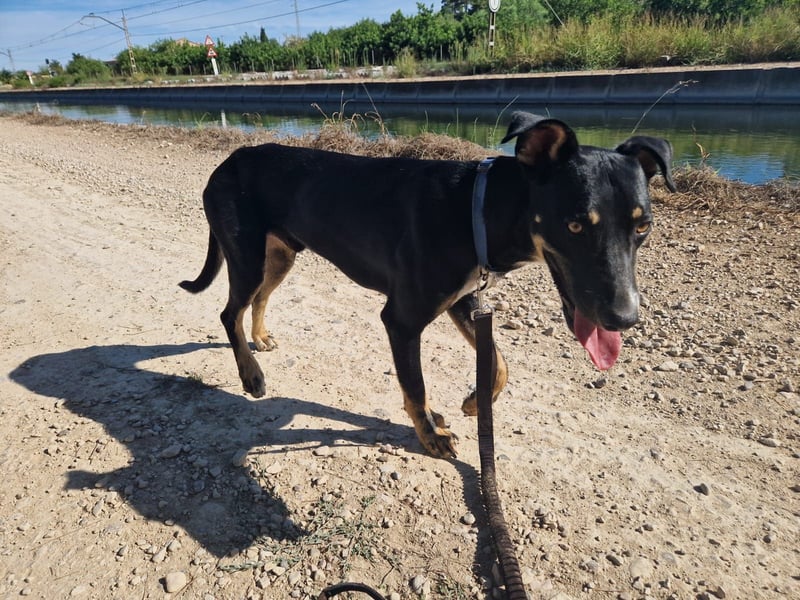 PITO ist ein super Anfängerhund