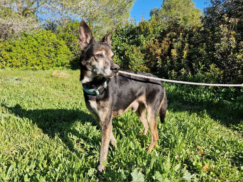 MONTI älterer Goldschatz