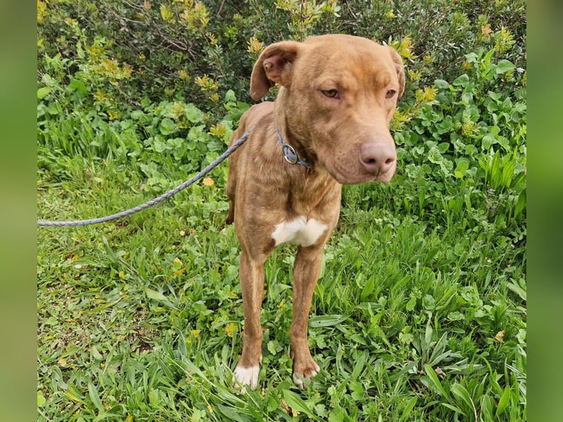 JACEY - zurückhaltender Junghund