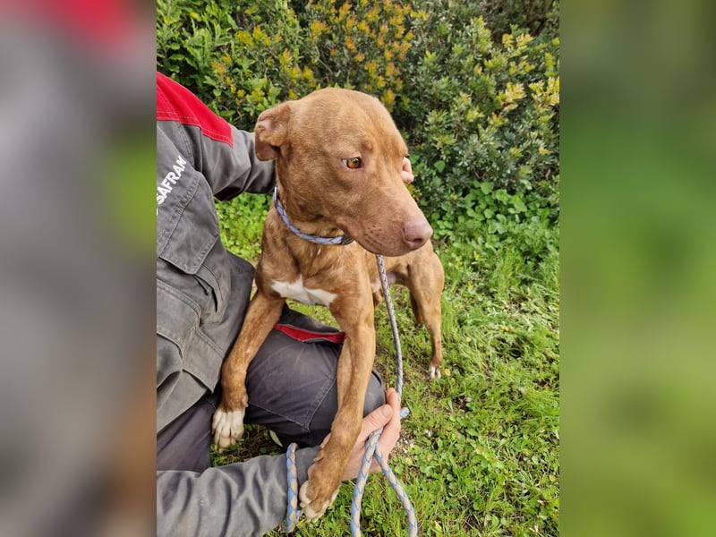 JACEY - zurückhaltender Junghund