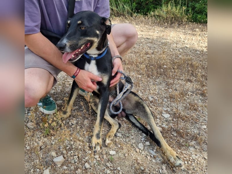 PITO super Anfängerhund