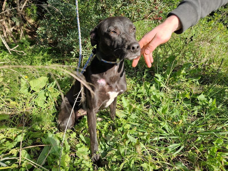 VIANE - schüchterne Kuschelmaus