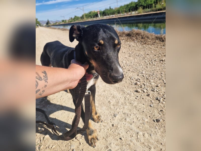 PITO ist ein super Anfängerhund