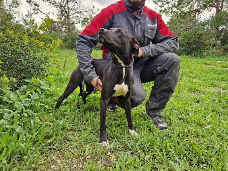 REVINA - neugierige Junghündin