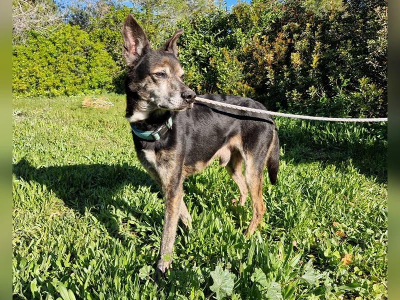 MONTI älterer Goldschatz