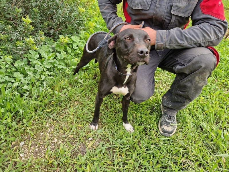 REVINA - neugierige Junghündin