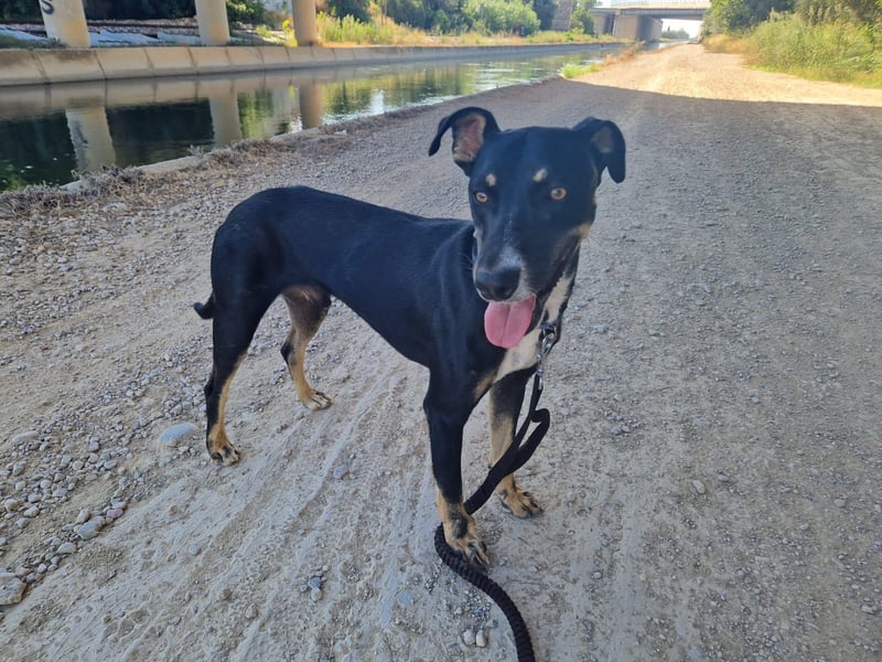 PITO ist ein super Anfängerhund