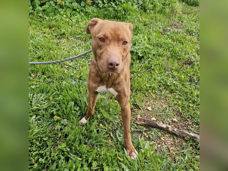 JACEY - zurückhaltender Junghund