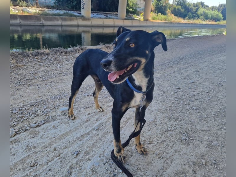 PITO ist ein super Anfängerhund