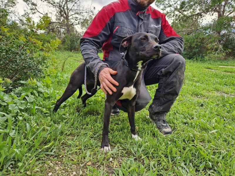 REVINA - neugierige Junghündin