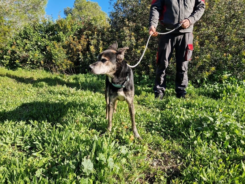 MONTI älterer Goldschatz