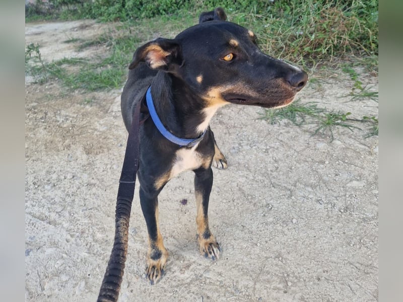 PITO ist ein super Anfängerhund