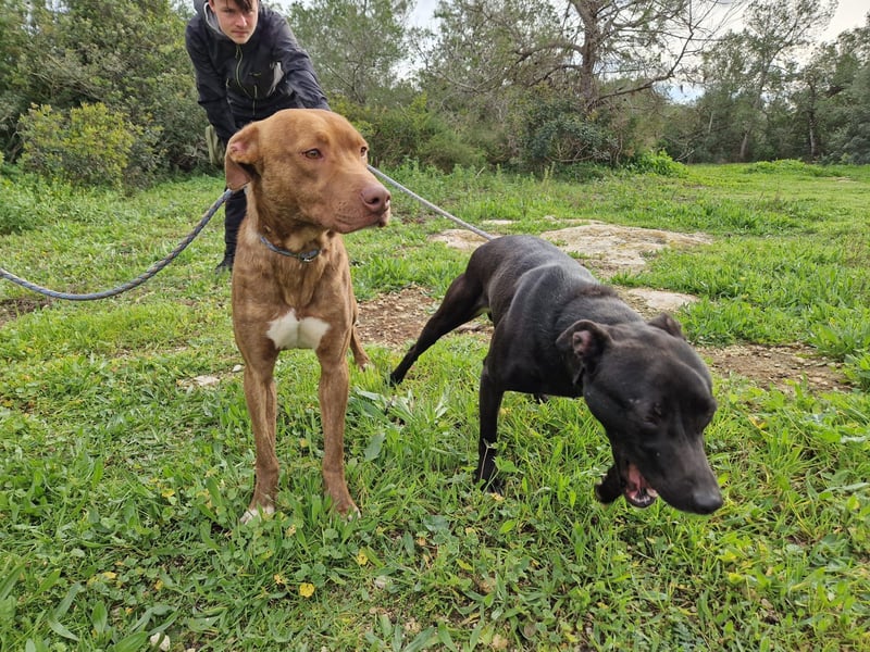 JACEY - zurückhaltender Junghund