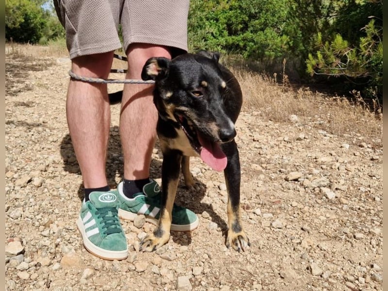 PITO super Anfängerhund