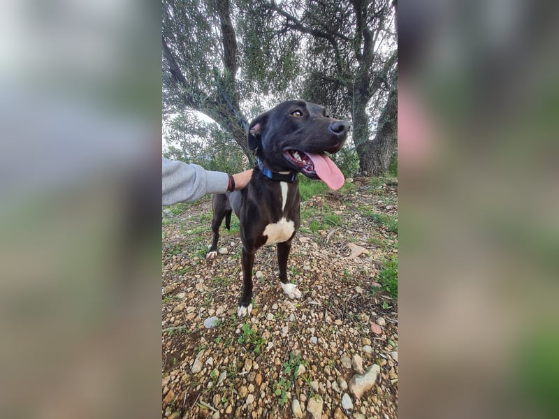 REVINA - neugierige Junghündin