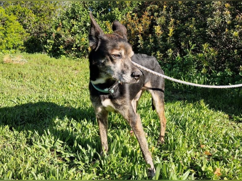 MONTI älterer Goldschatz