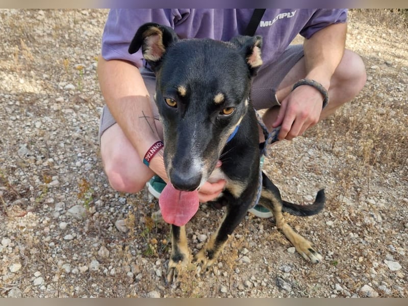 PITO super Anfängerhund