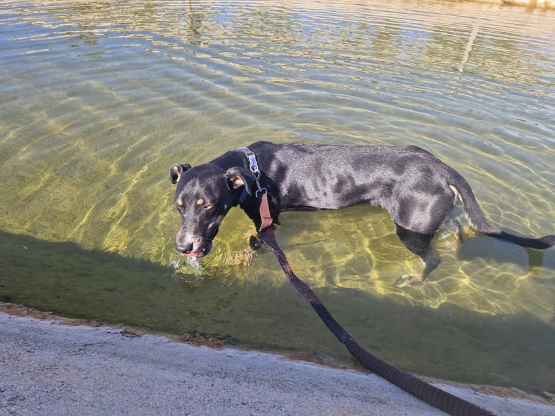 PITO ist ein super Anfängerhund