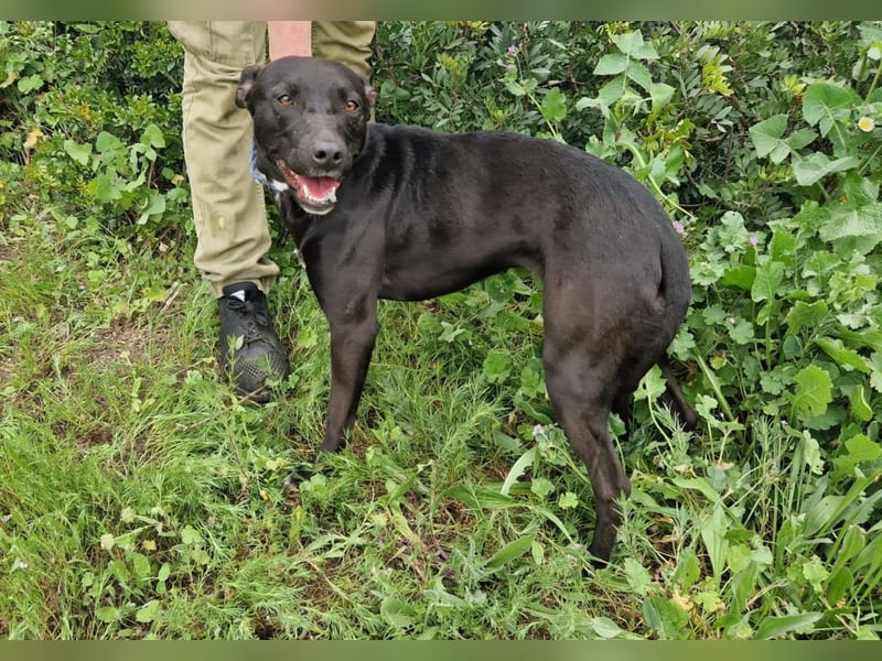 VIANE - schüchterne Junghündin