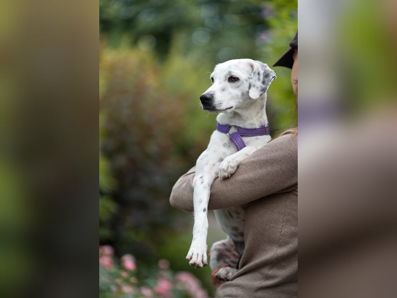 Mercy, süße Junghündin, sozial sucht Traumplatz