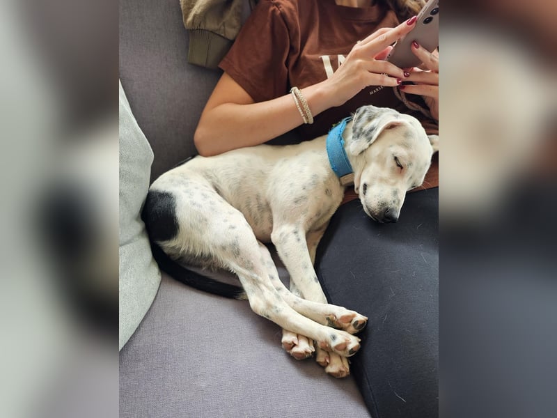 Mercy, süße Junghündin, sozial sucht Traumplatz