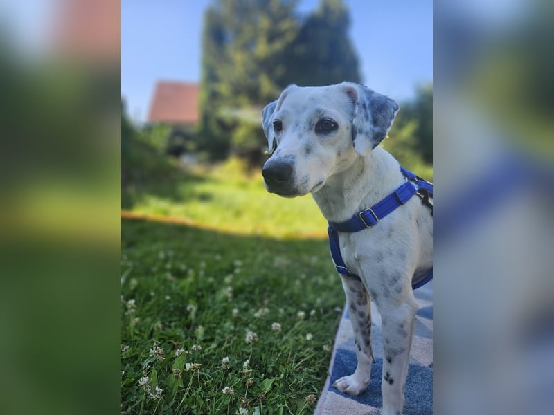 Mercy, süße Junghündin, sozial sucht Traumplatz