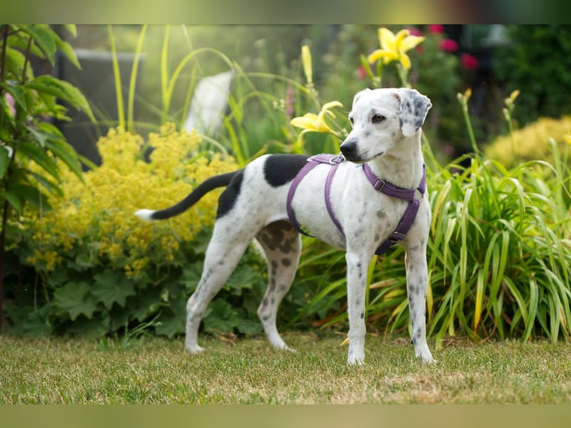 Mercy, süße Junghündin, sozial sucht Traumplatz