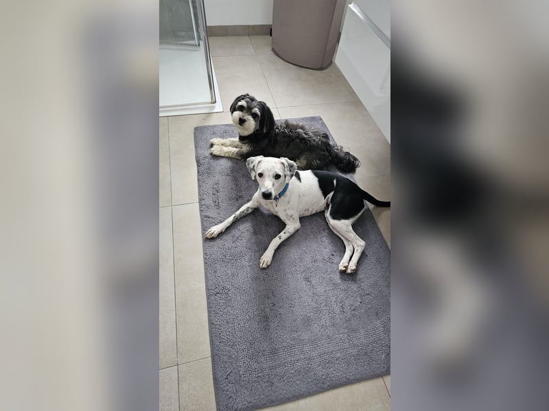 Mercy, süße Junghündin, sozial sucht Traumplatz