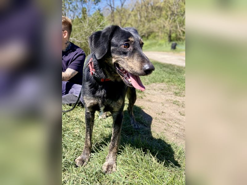 Menschenbezogener Hovawart ähnl. Hundejunge, ca. 2,5 Jahre, 50cm, kastriert