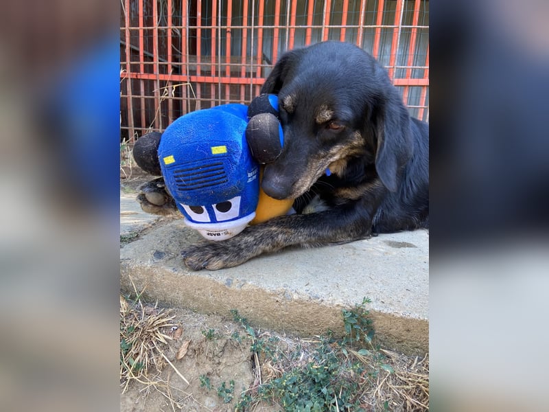 Menschenbezogener Hovawart ähnl. Hundejunge, ca. 2,5 Jahre, 50cm, kastriert