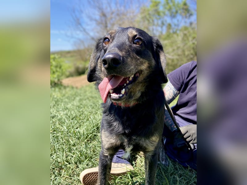 Menschenbezogener Hovawart ähnl. Hundejunge, ca. 2,5 Jahre, 50cm, kastriert
