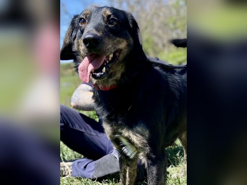 Menschenbezogener Hovawart ähnl. Hundejunge, ca. 2,5 Jahre, 50cm, kastriert
