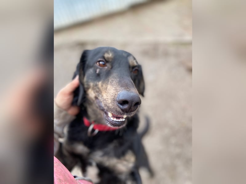 Menschenbezogener Hovawart ähnl. Hundejunge, ca. 2,5 Jahre, 50cm, kastriert