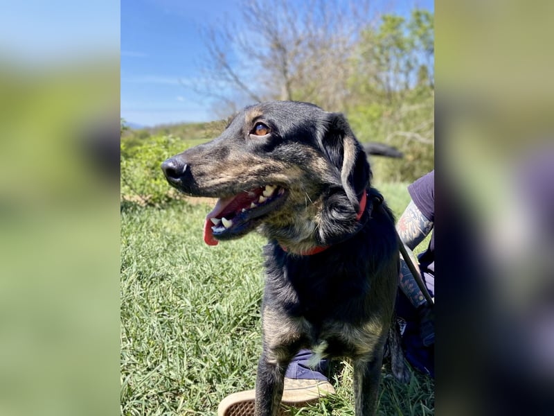 Menschenbezogener Hovawart ähnl. Hundejunge, ca. 2,5 Jahre, 50cm, kastriert
