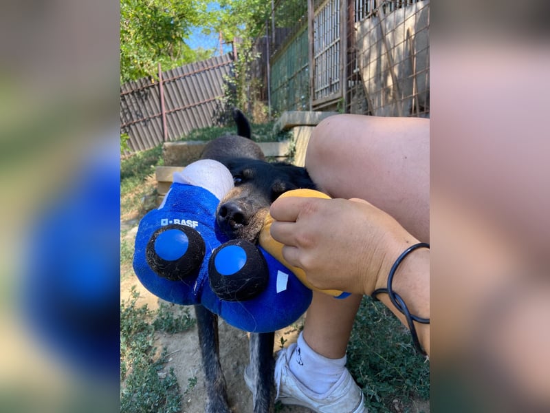 Menschenbezogener Hovawart ähnl. Hundejunge, ca. 2,5 Jahre, 50cm, kastriert