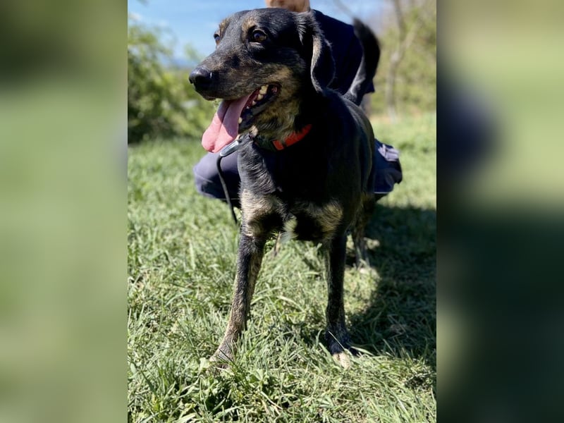 Menschenbezogener Hovawart ähnl. Hundejunge, ca. 2,5 Jahre, 50cm, kastriert