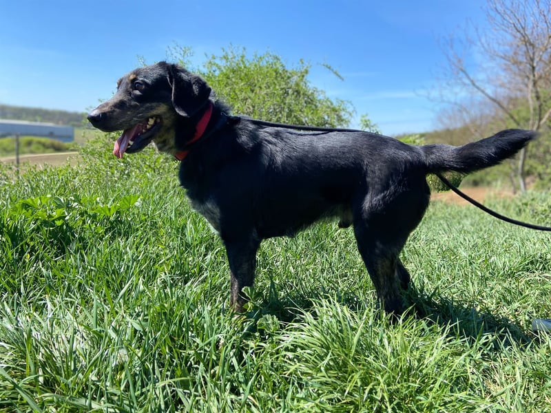 Menschenbezogener Hovawart ähnl. Hundejunge, ca. 2,5 Jahre, 50cm, kastriert