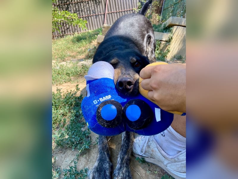 Menschenbezogener Hovawart ähnl. Hundejunge, ca. 2,5 Jahre, 50cm, kastriert